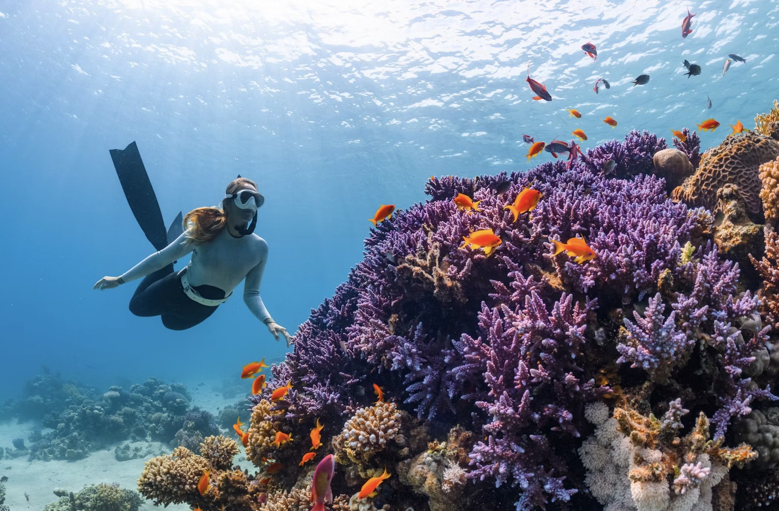 Vibrant coral garden teeming with colorful marine life in Lakshadweep