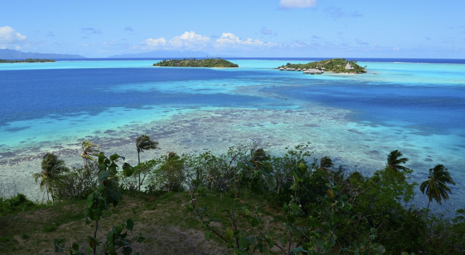 Vibrant living coral reef formations in the shallow waters of Lakshadweep