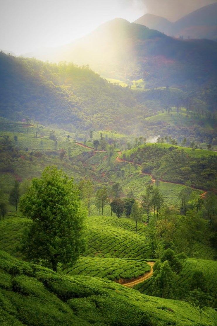 Morning golden sunbeams filtering across lush tea estate paths