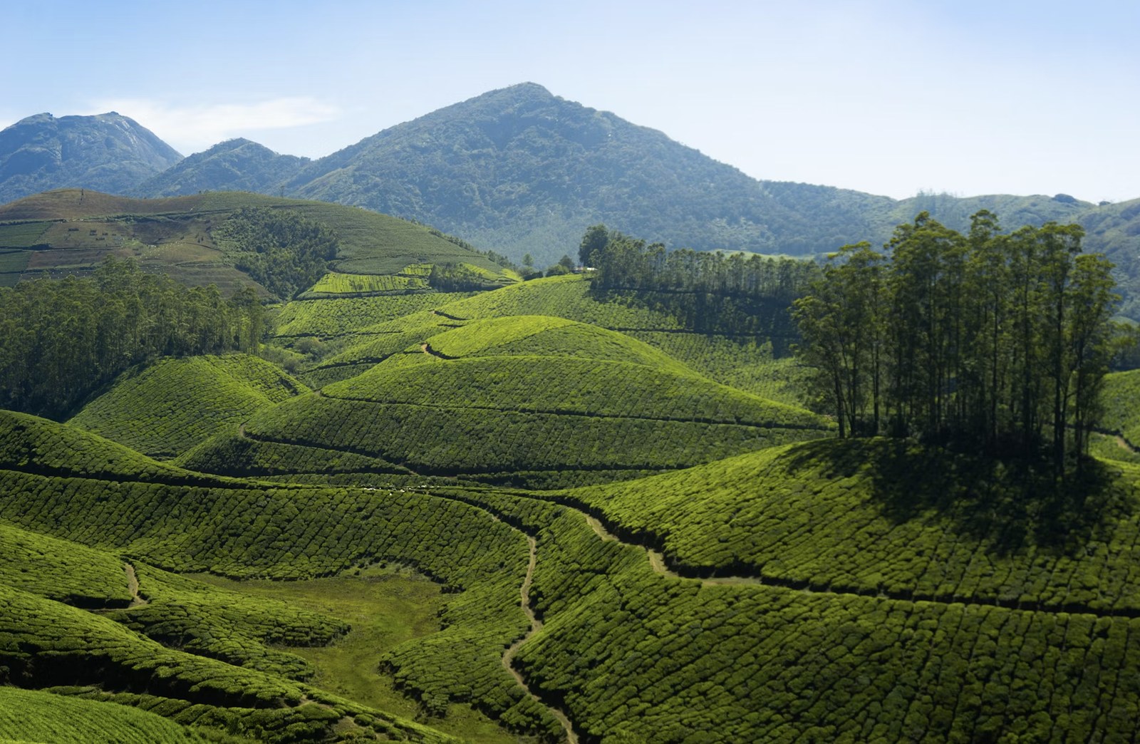 Expansive green carpets of tea plantations beneath misty mountain summits