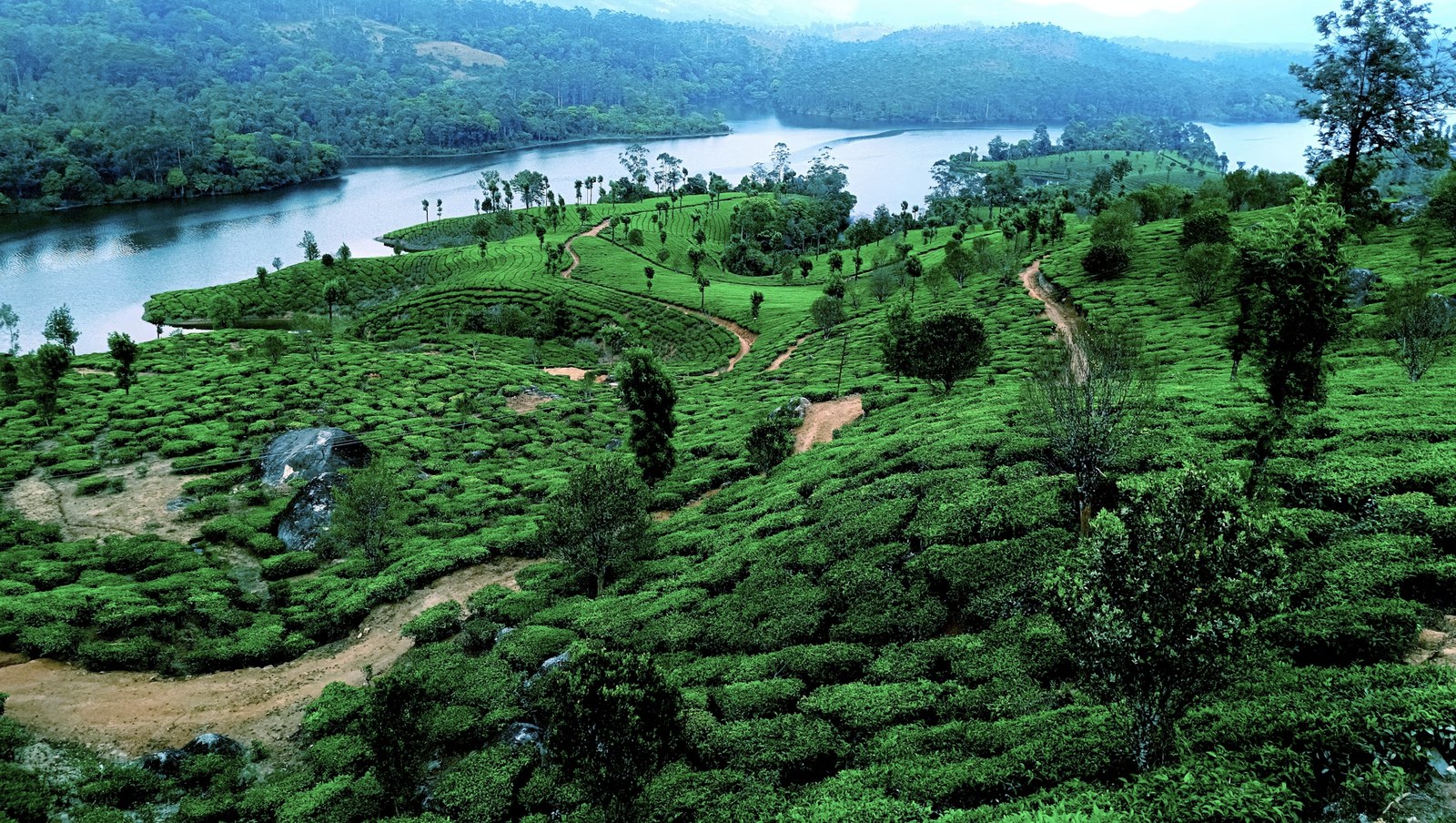 Aerial panorama of Munnar tea plantation hills and tranquil reservoirs