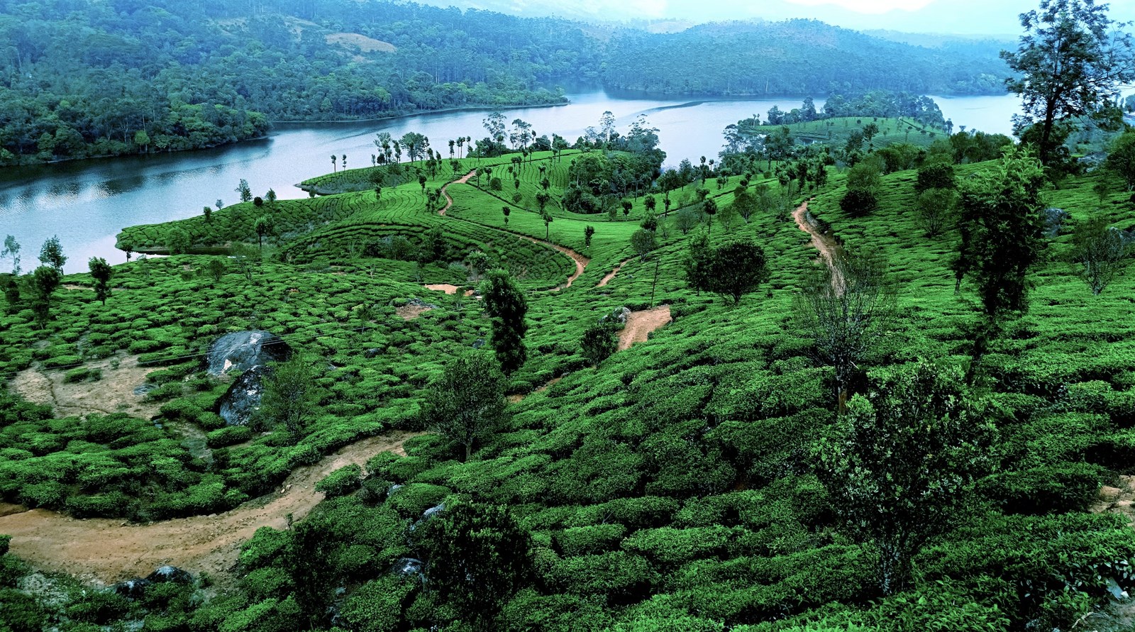 Aerial panoramic vista of Munnar tea plantation trails and scenic lake