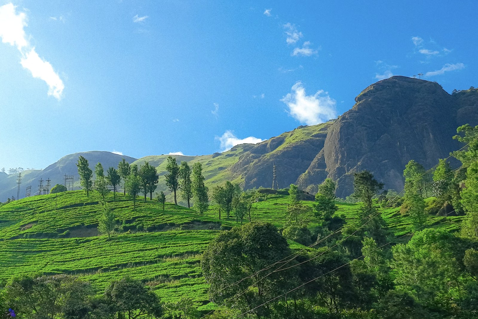 Lush undulating green tea garden slopes under bright blue skies