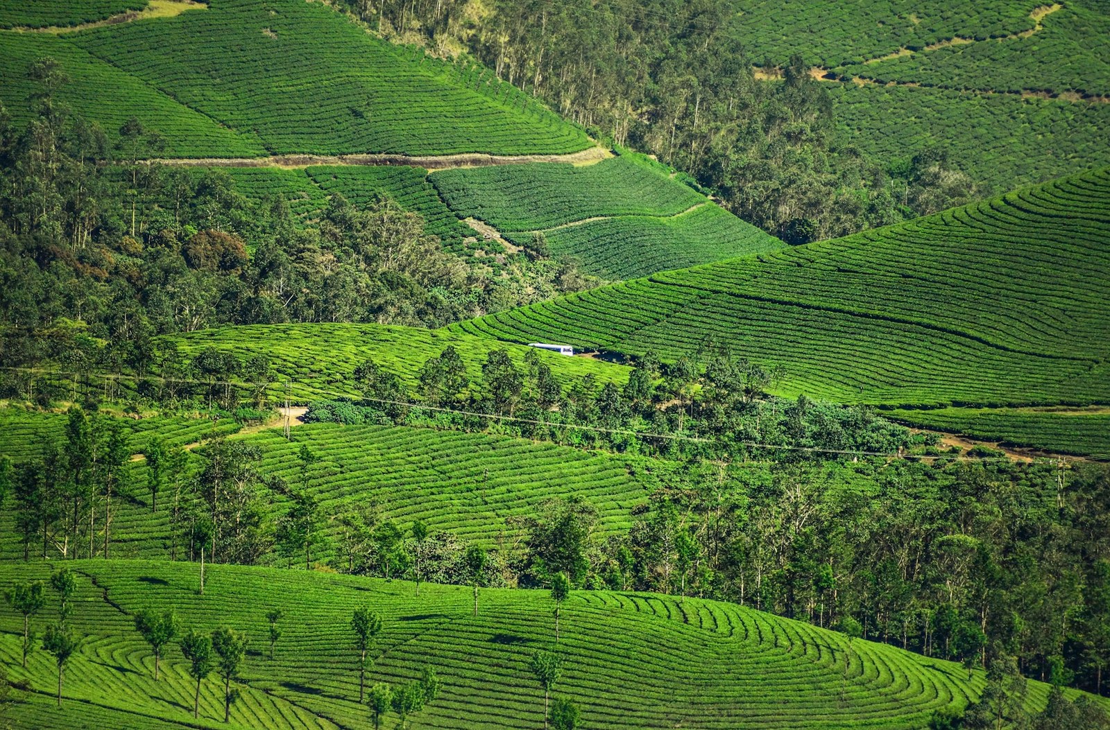 Vast terraced emerald tea gardens stretching across mountain valleys