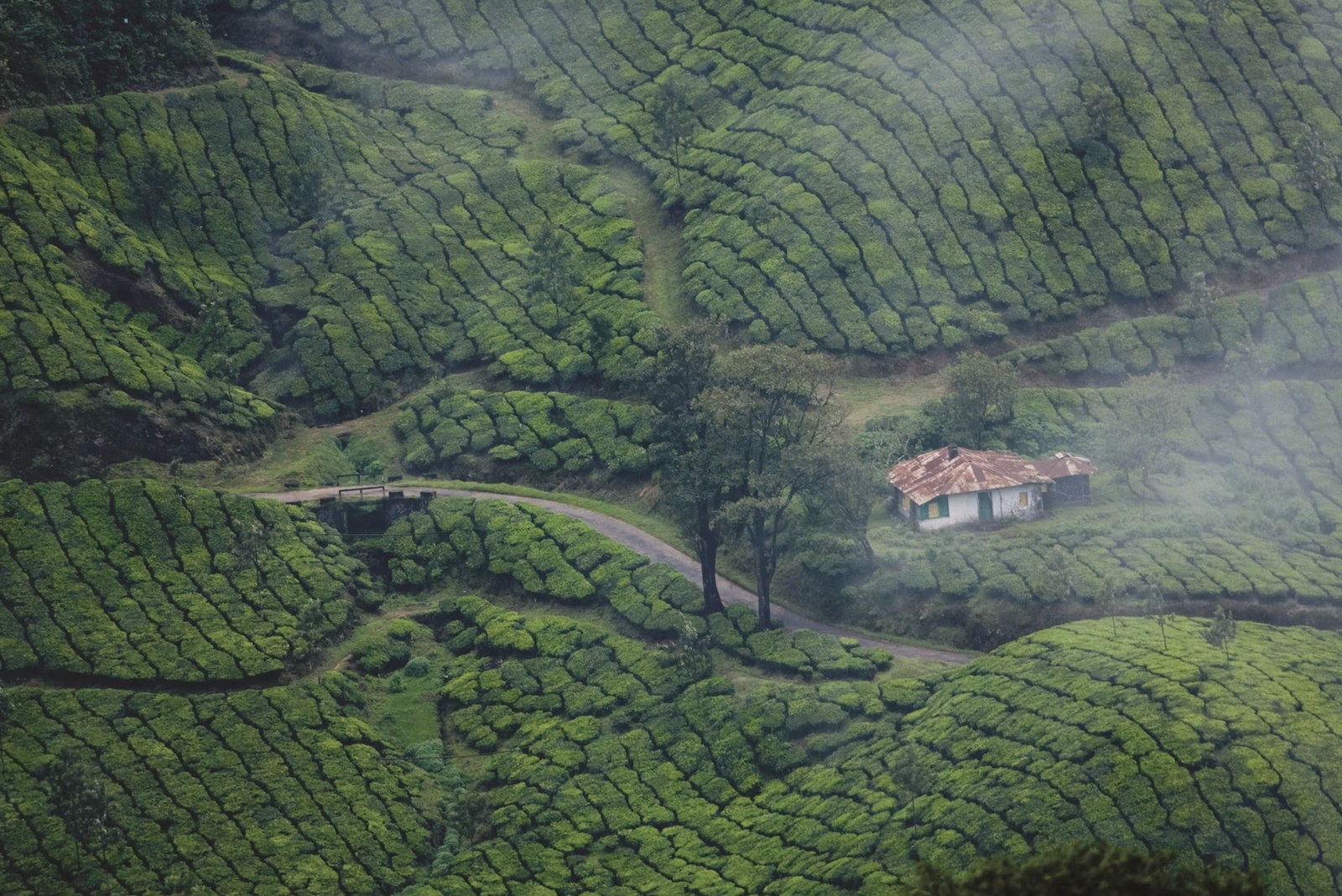 Lush undulating green tea plantations in Munnar