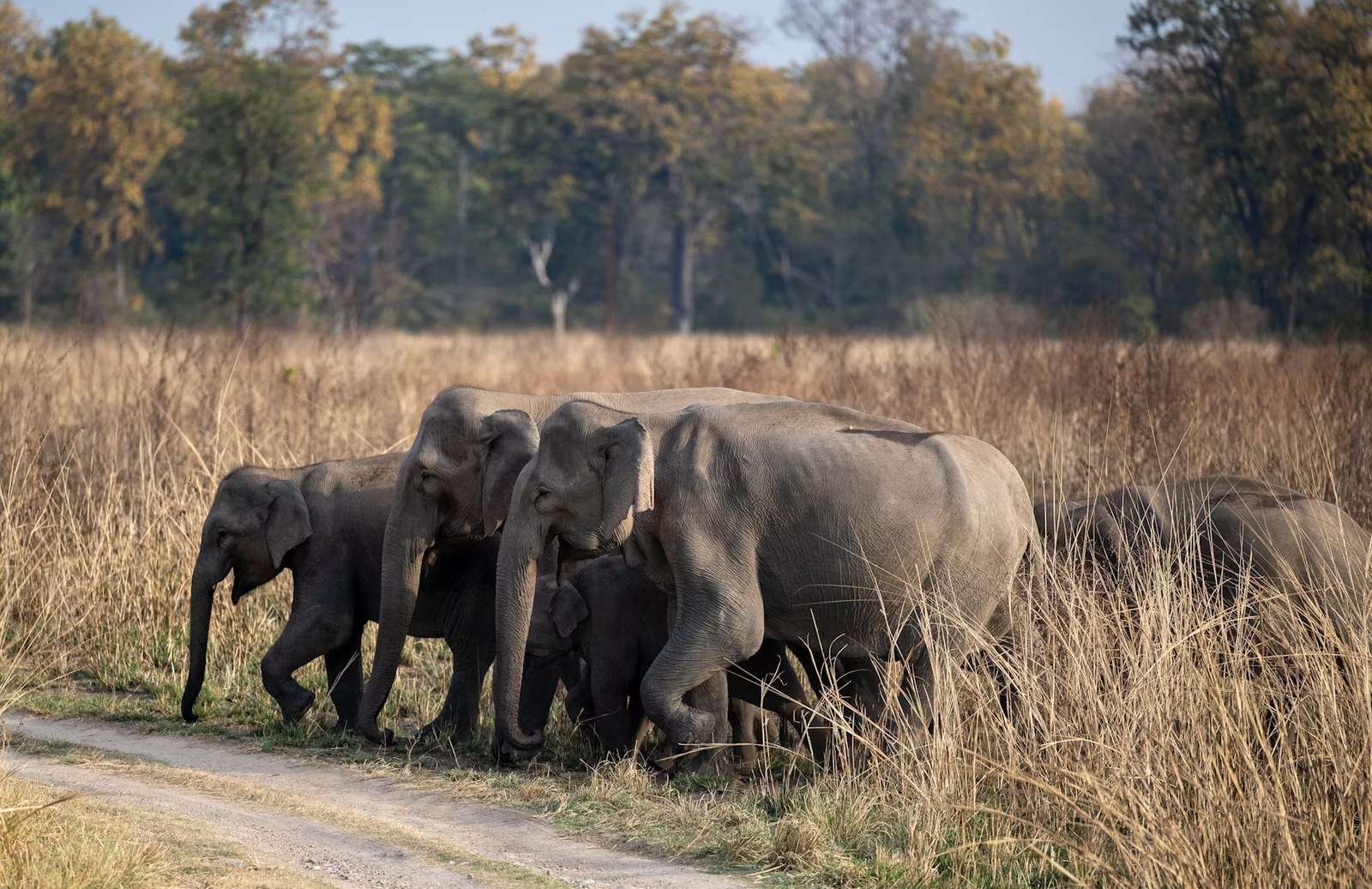 Wild elephant herd grazing across Corbett grassland meadows