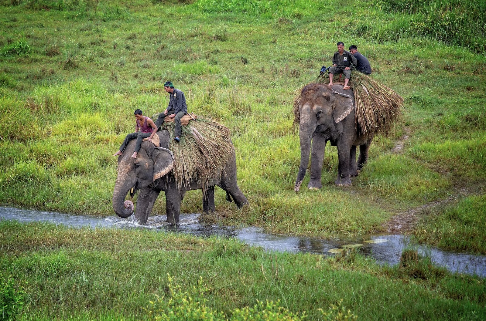 Tuskers wading through wetlands and rivers in Jim Corbett National Park