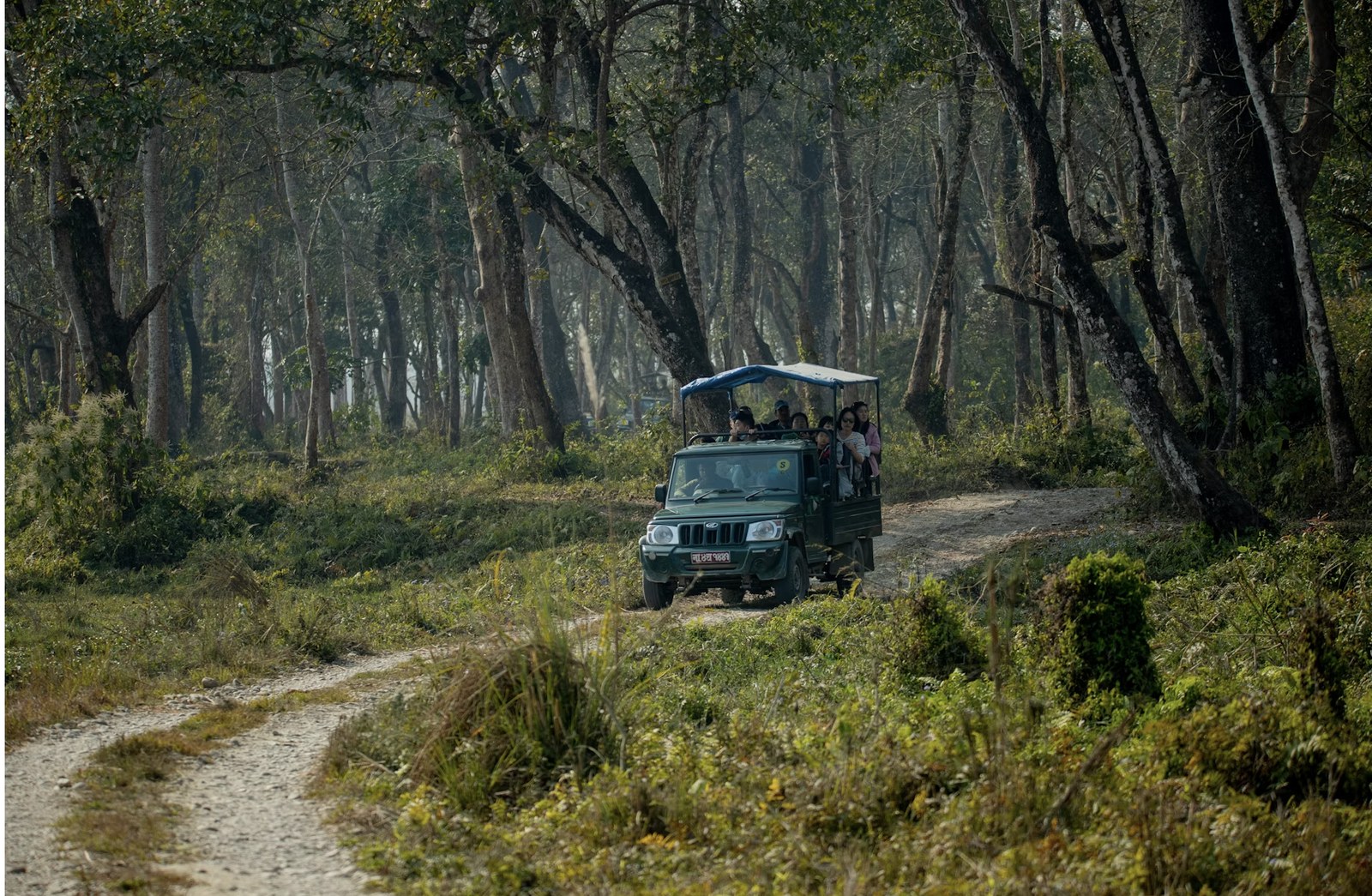 4x4 Gypsy safari exploring dense sal and deodar jungle tracks