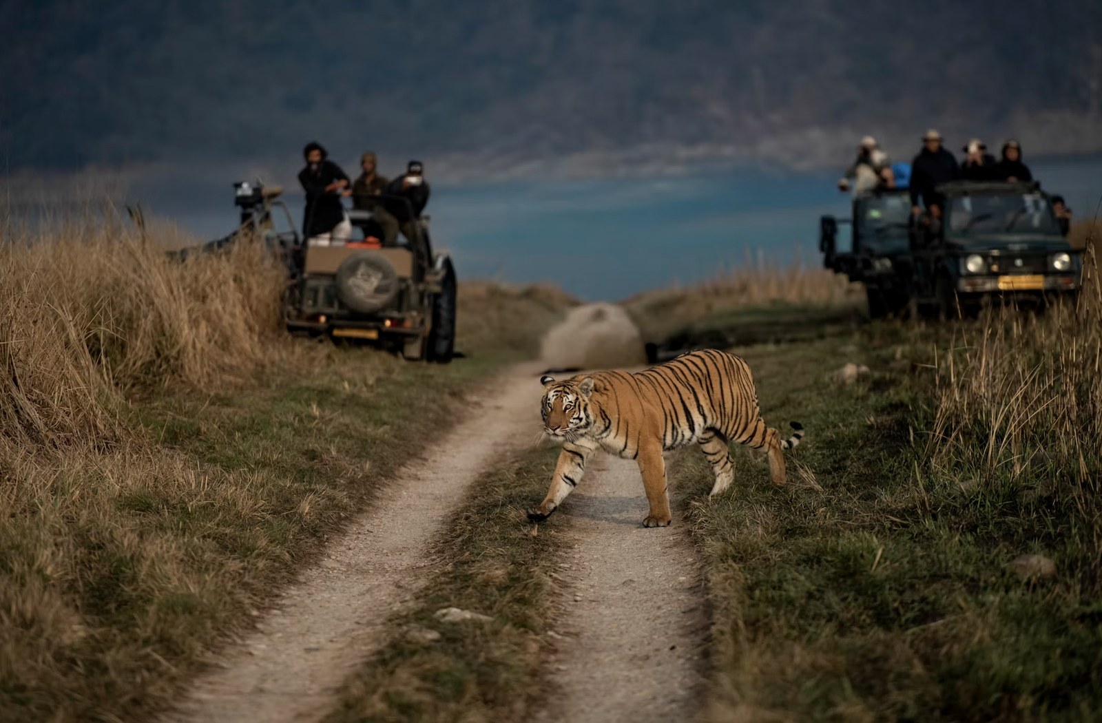 Close-up wildlife sighting of tiger pacing the jungle trail