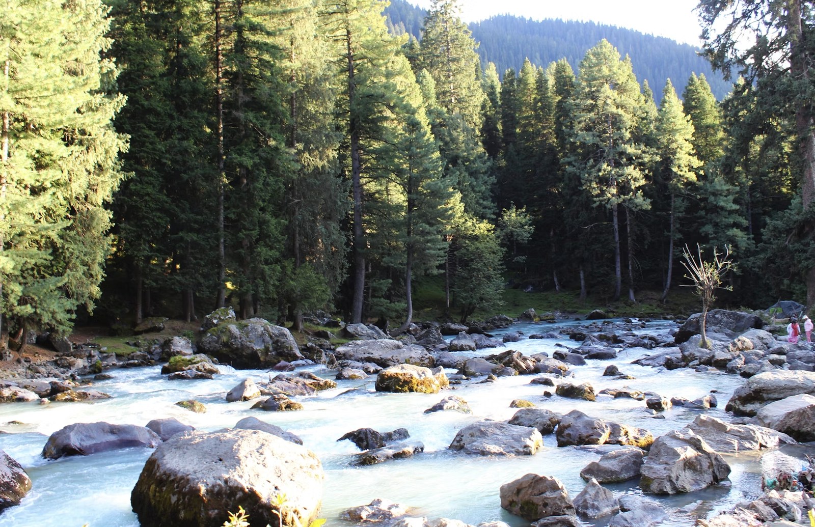 Crystal blue Parvati river rushing over rocks amidst dense pine forests, Kasol