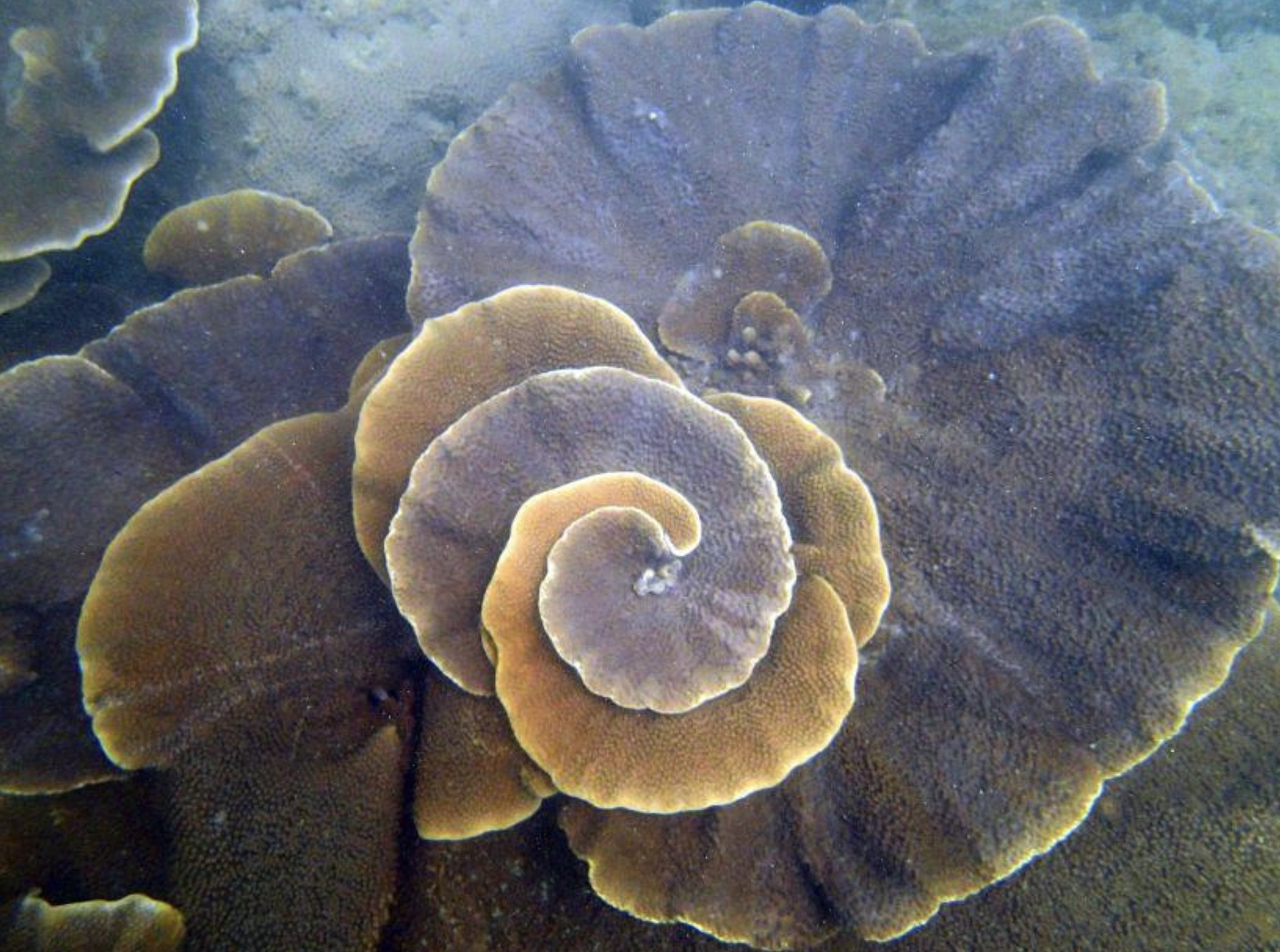 Scuba Diving in Lakshadweep (Kavaratti Island) — photo 5