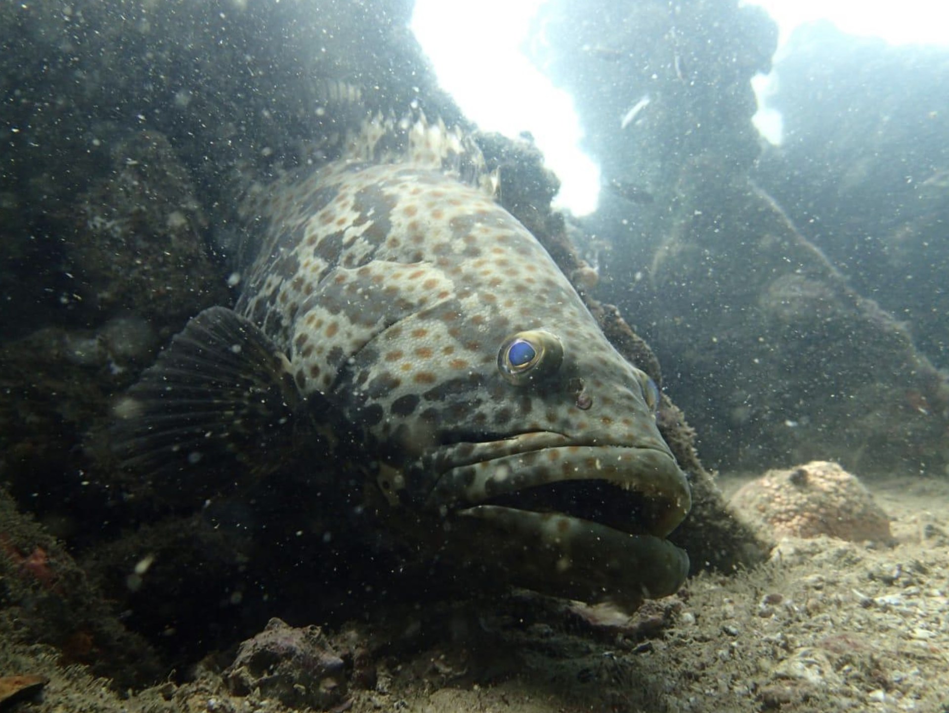 30-Minute Scuba Diving in Havelock Island
