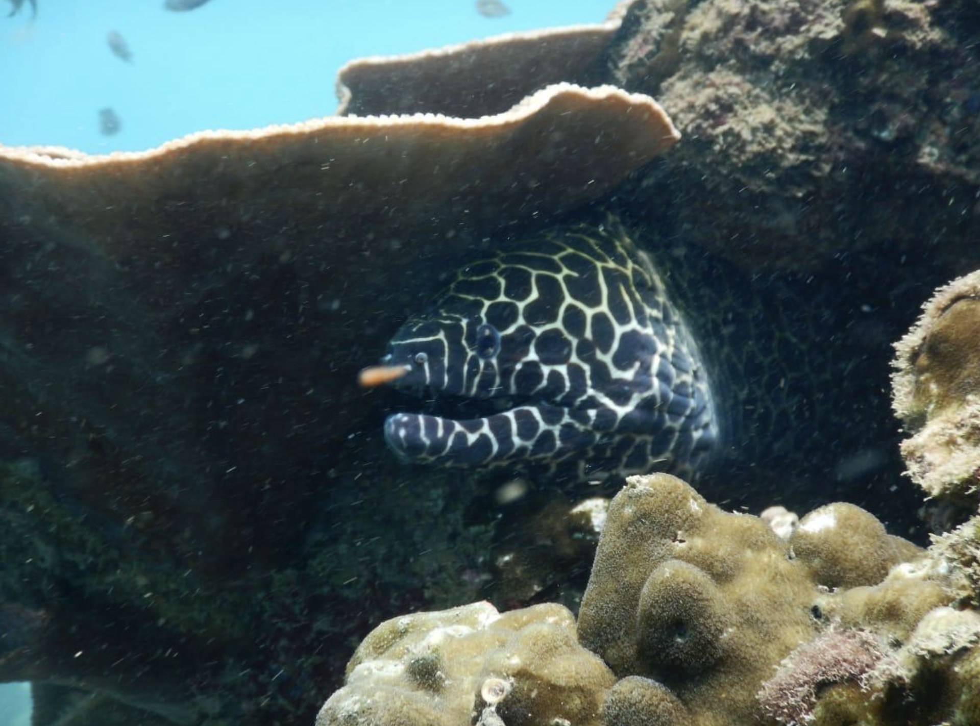 30-Minute Scuba Diving in Havelock Island — photo 2