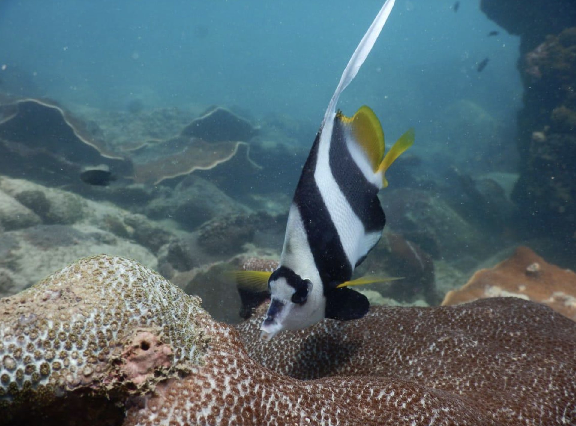 30-Minute Scuba Diving in Havelock Island — photo 3
