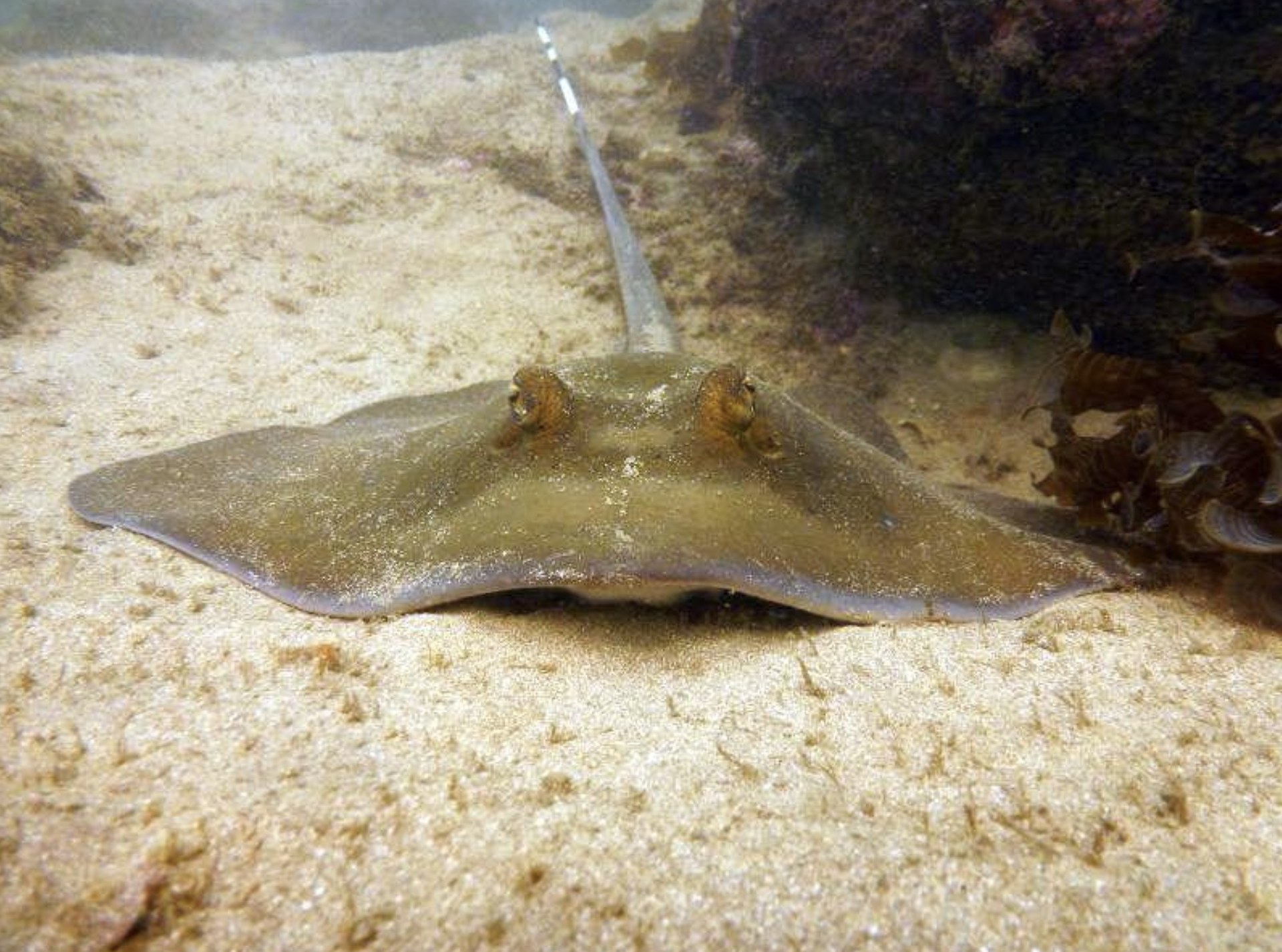 30-Minute Scuba Diving in Havelock Island — photo 5