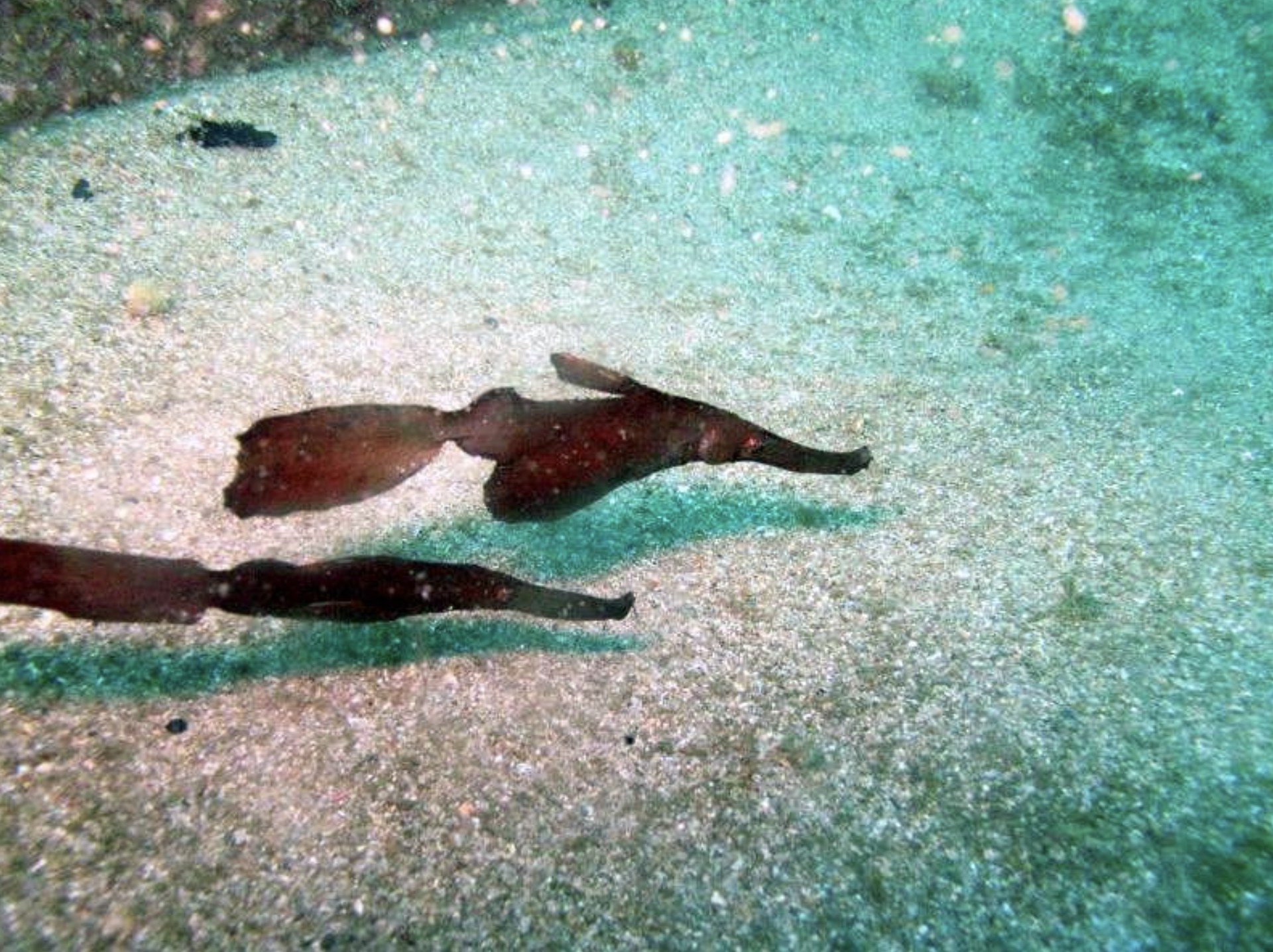 Ocean Marine Life & Tropical Fishes