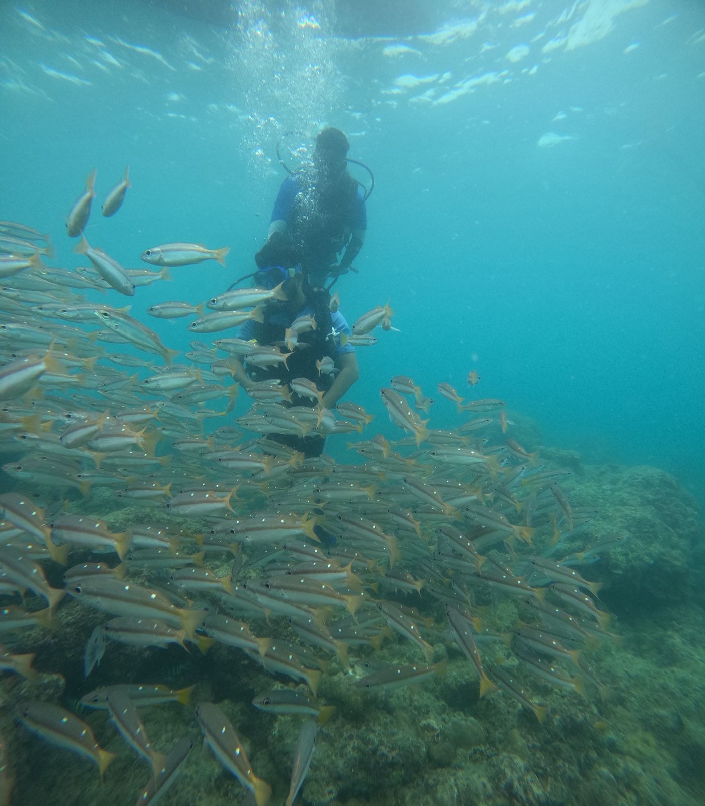 30-Minute Scuba Diving at Neil Island — photo 5