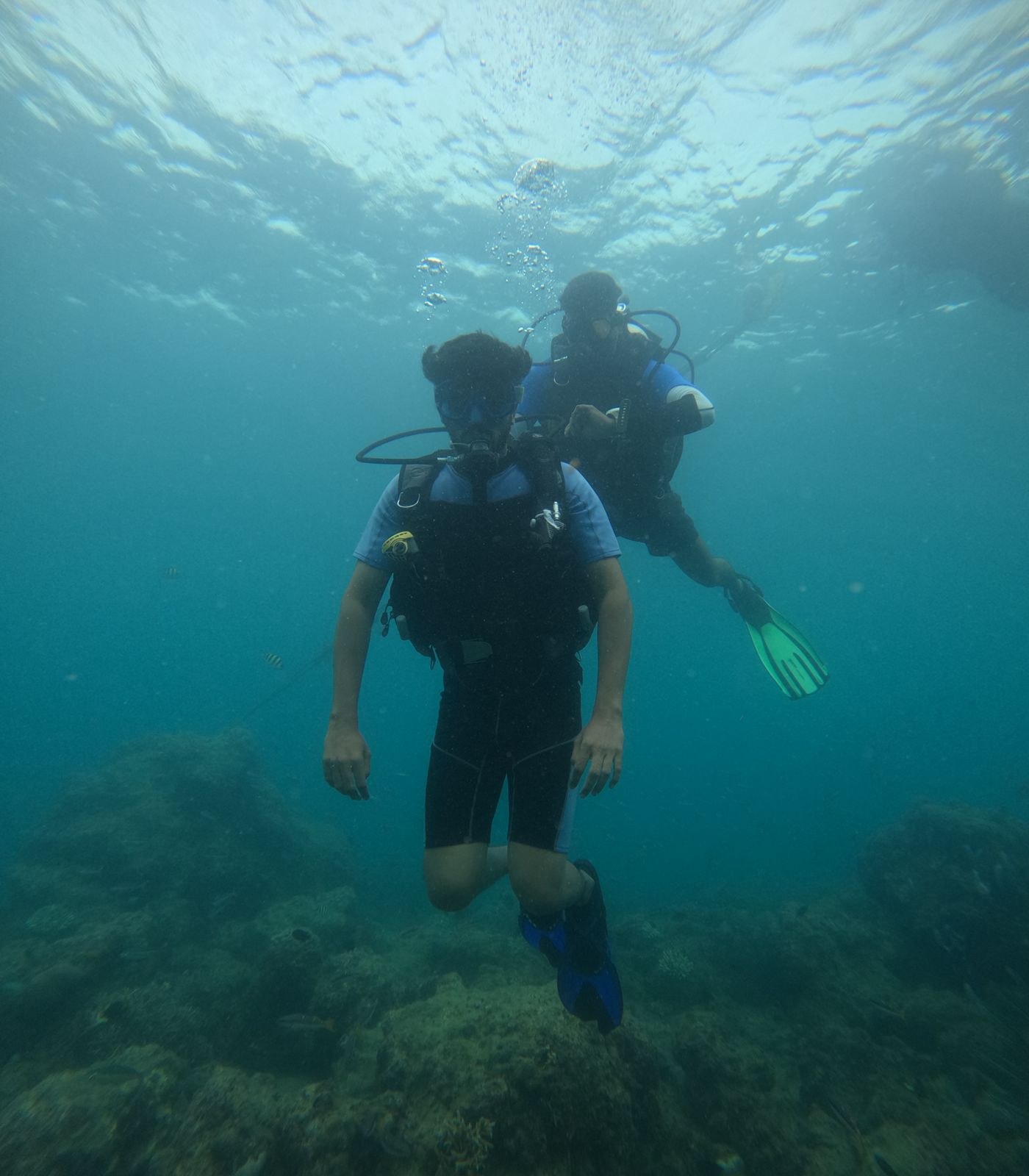 Ocean Marine Life & Tropical Fishes