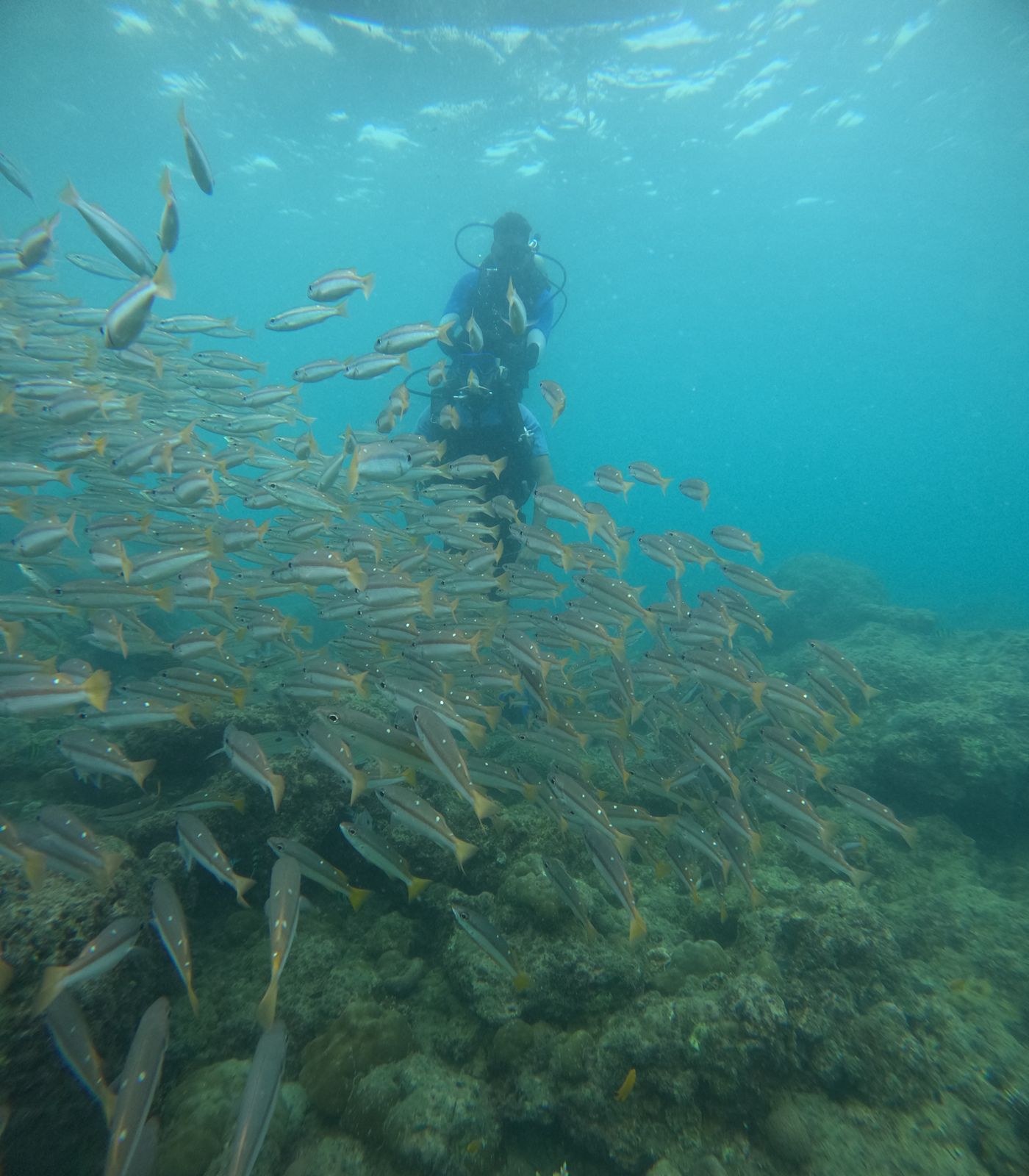 Scuba Diving in Netrani Island Karnataka (30 mins) — photo 3