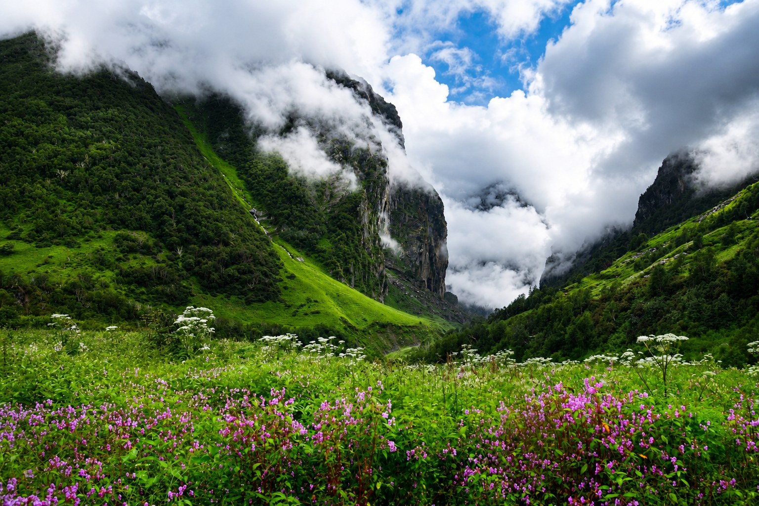 Vibrant wild flora and mist-covered mountain valleys