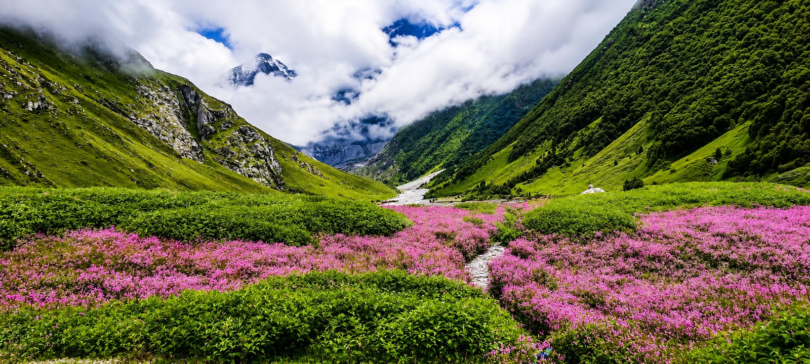 Expansive panoramic vista of UNESCO Valley of Flowers in full bloom